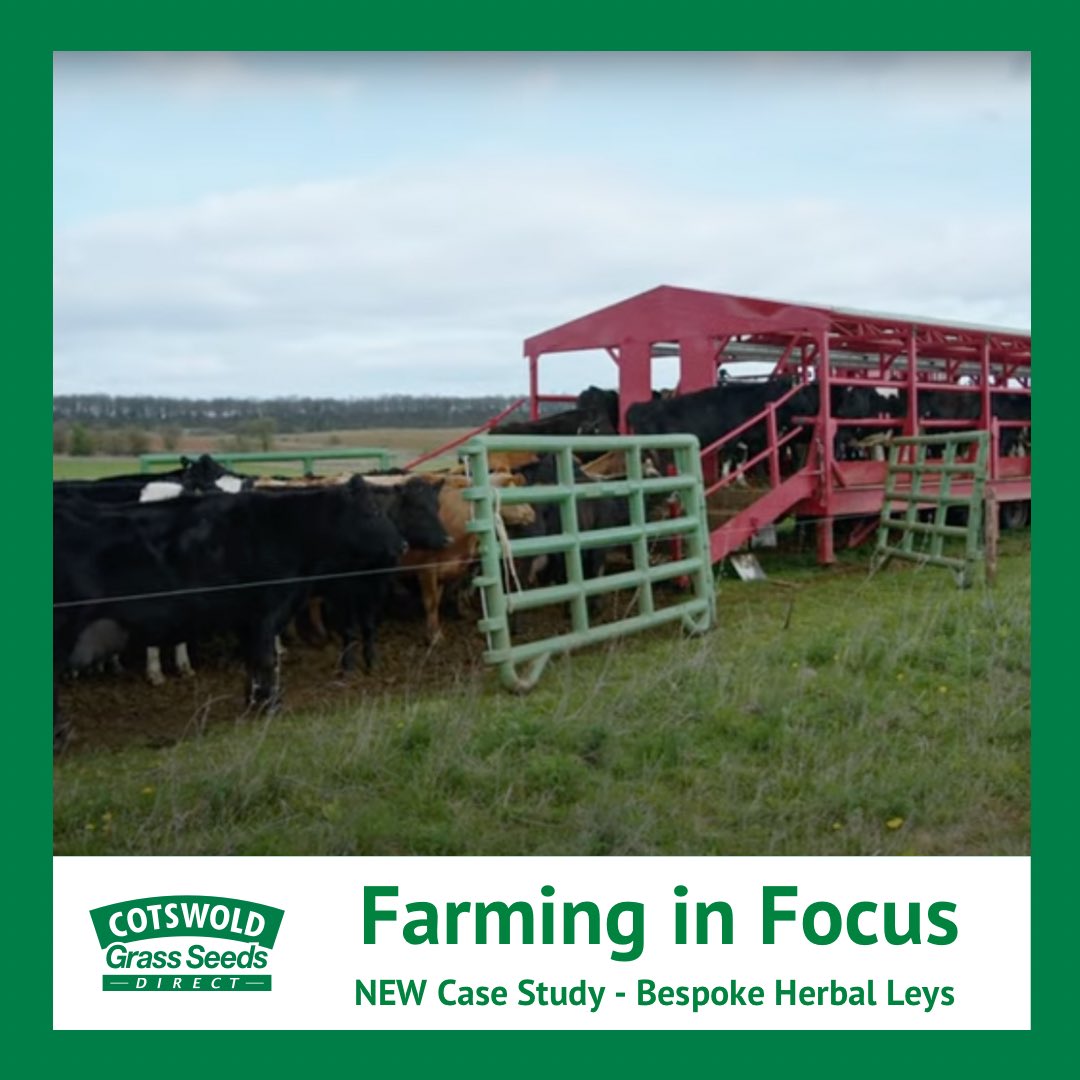 Two neighbouring #Cotswoldfarmers have gone into partnership in an innovative, joint venture with a Cornish dairy farmer & #herballeys are driving business🌱! Read our *NEW* case study🤩 cotswoldseeds.com/articles/813/n… #herballey #bespokemix #farminguk #regenfarming #sustainablefarming