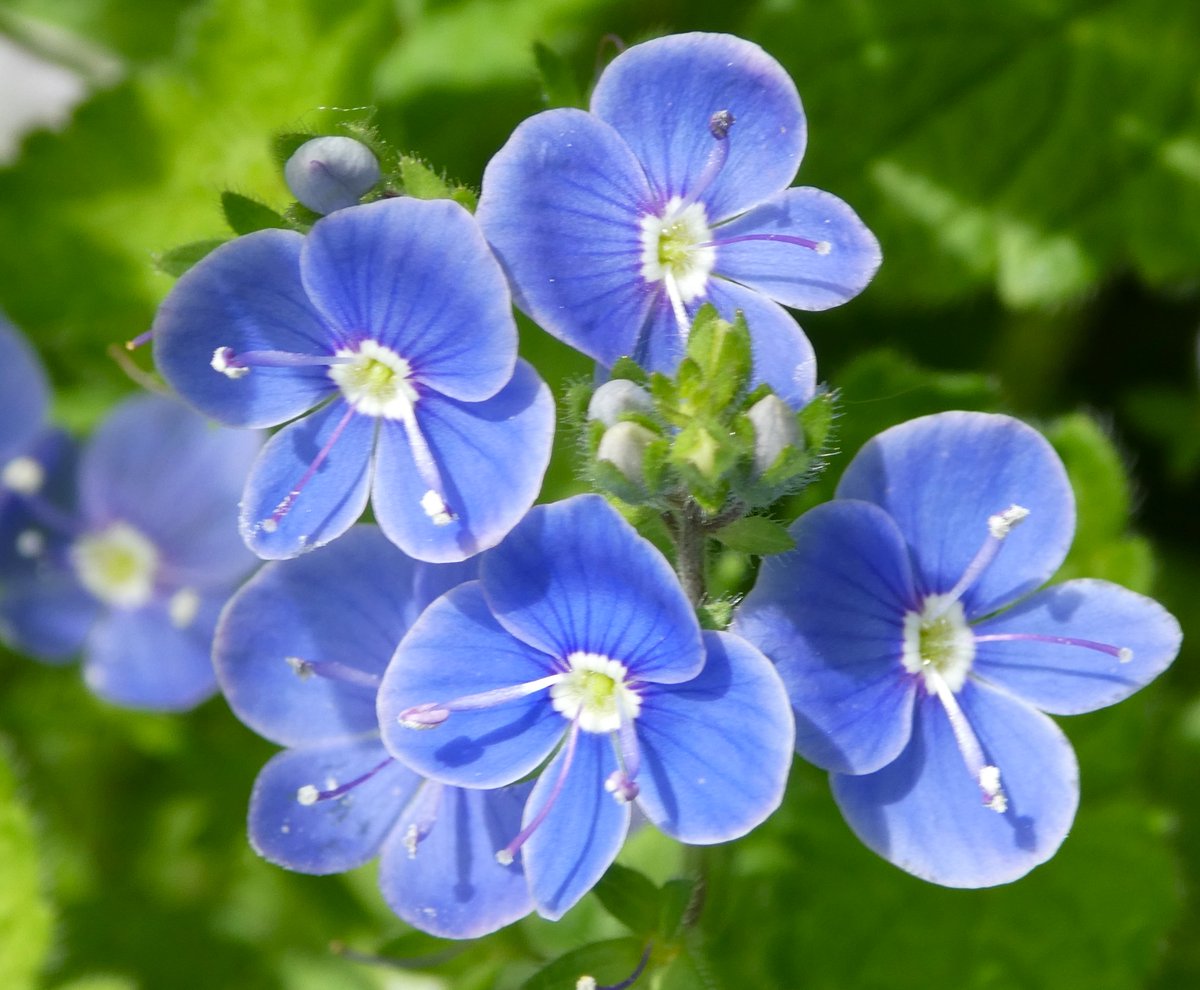 The stunning blue of germander speedwell 💙💚💙 'Germander' derives from the Greek 'chamandrua' - meaning ‘oak on the ground’ - as the leaves resemble oak leaves #BlueMonday