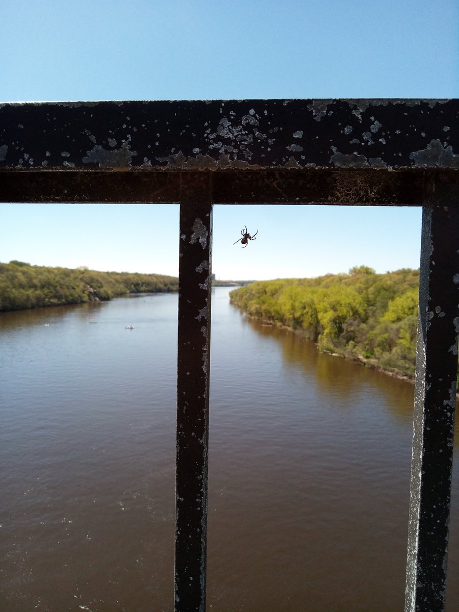 Out walking. Saw this spider building a home on some primo real estate. Look at that view of the Mississippi. 

#Outdoorplay #Lakers #lakes #Minneapolis #SundayMorning