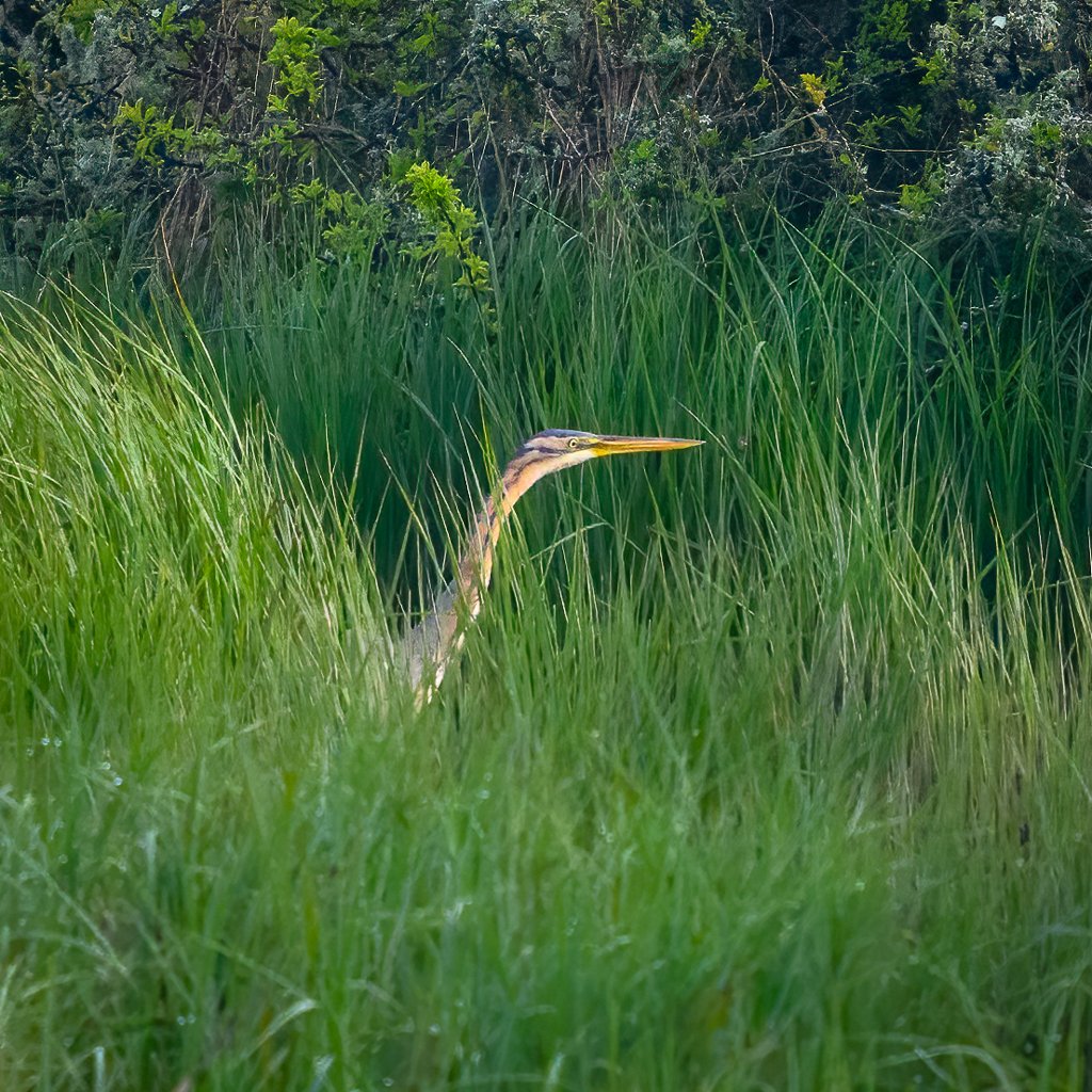 PURPLE HERON Pagham Local Nature Reserve 5th May 2024 7.50am @RSPBPagham @Natures_Voice @RareBirdAlertUK @BirdGuides