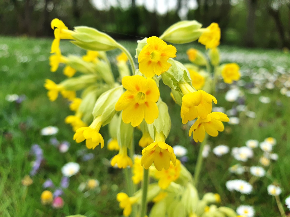 🌼🌿In British #Folklore children were told to make a #cowslip #flower ball called a #tistytosty to throw to each other whilst singing a rhyme spelling out the name of a future #lover  💛🌿Happy #FolkloreSunday to all! 🌼🌿#cowslipchallenge #SundayYellow #wildflowerhour 🌼