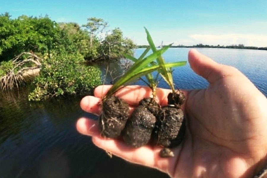 Wet Tribe #citizenscientists monitor and enhance wetlands during paddles. The restorations include restoring #mangroves, #oysterbeds, and #seagrass meadows - enhancing water quality, and improving habitat along the waterways. #WetTribe #TidetotheOcean #WetlandsMonth