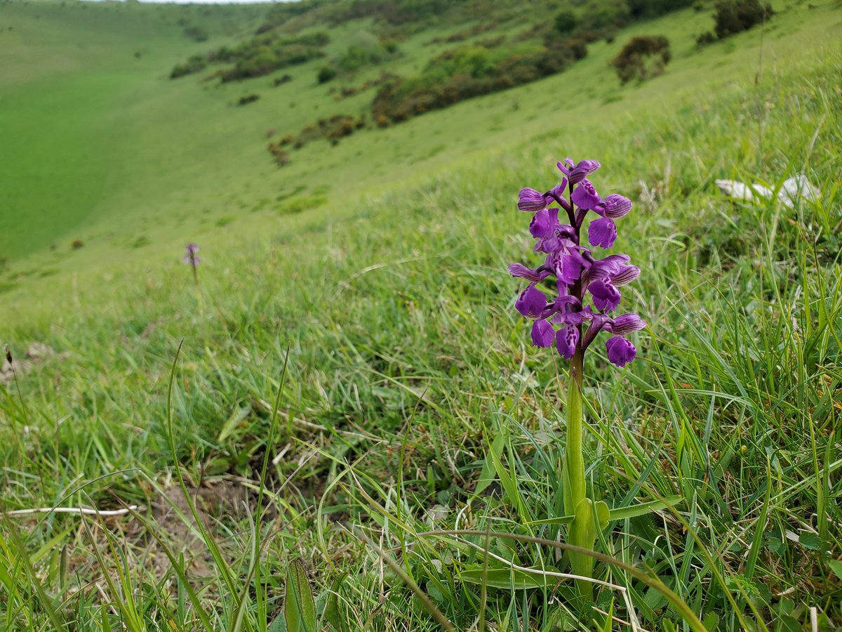 Green-winged Orchid in all its multi-coloured glory! #SouthDowns @Sussex_Botany @SussexWildlife @sdnpa @ukorchids