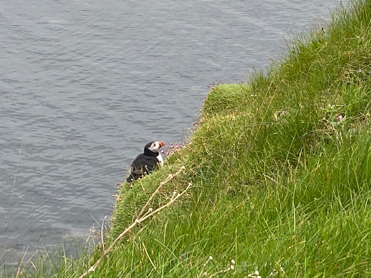 Saw my first puffin!
Rack Wick, Westray