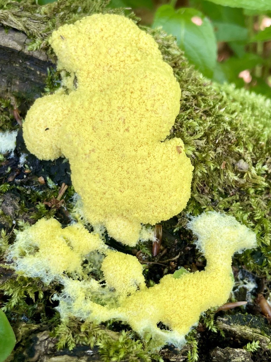 Apparently Dog Vomit Slime Mould - Fuligo septica. Seen today near Bourton on the Hill #SlimeMoldSunday