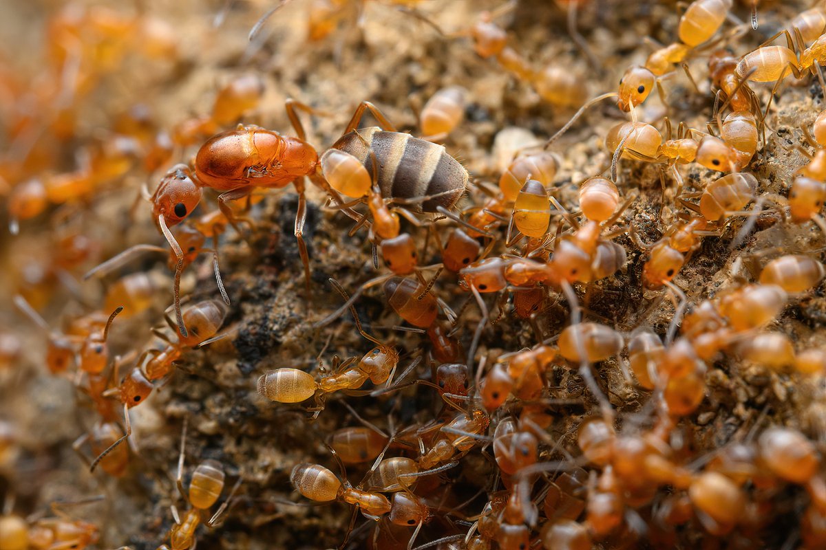 high noon ant queen and workers