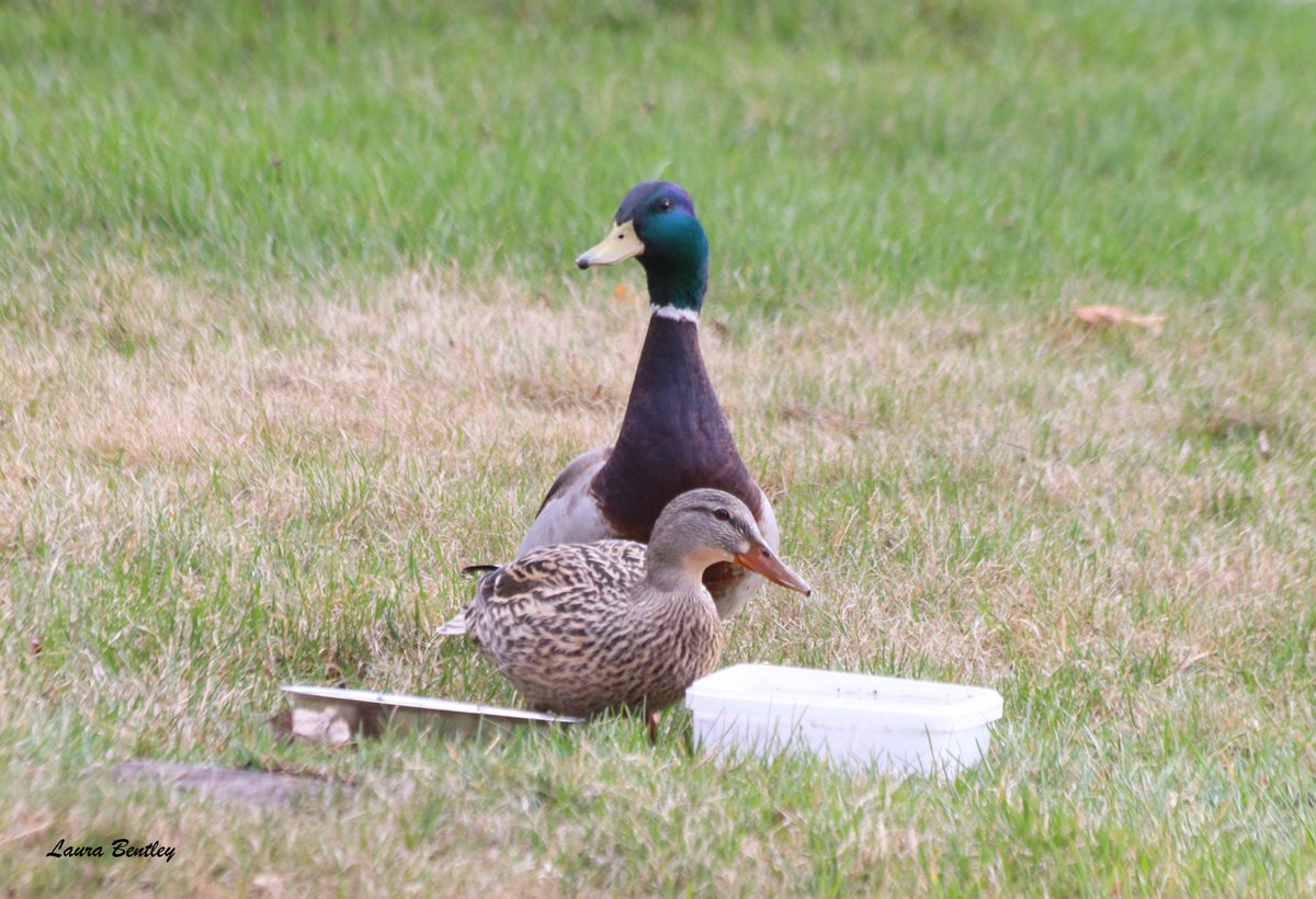 I'm just not feeling good about anything lately, so here's the mallard couple my neighbour relentlessly kicked off her lawn because fertilizer couldn't wait a few days.