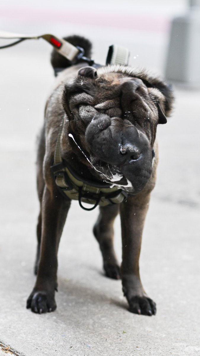 Theodore, Shar Pei (4 y/o), 23rd & 9th Ave., New York, NY • “I’m his walker. He’s very aloof, but also sweet. He doesn’t care much about other dogs. He has a small sister, and she’s wild. You can’t wear black, because of the saliva. I love my job – it’s kind of therapeutic.”