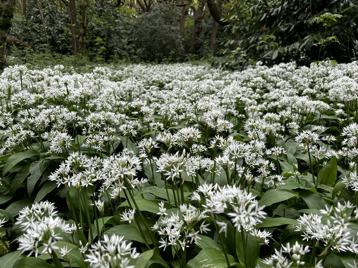 Wild garlic like snowdrifts- a beautiful sight. Thank you @singinghistori1 for a lovely day out. 💚