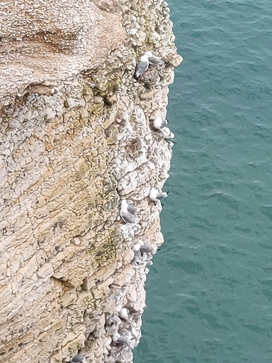 @SteelySeabirder Kool Kittiwakes for #SuperSeabirdSunday