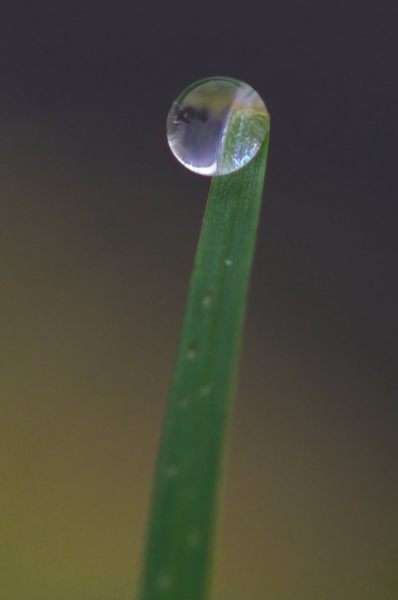 Water droplet on a blade of grass #ThePhotoHour #Macro #photography #NaturePhotography #Viaastockaday #art #photooftheday #photographer #portraitphotography @UKNikon @NikonEurope @OutdoorPhotoMag @MacroHour