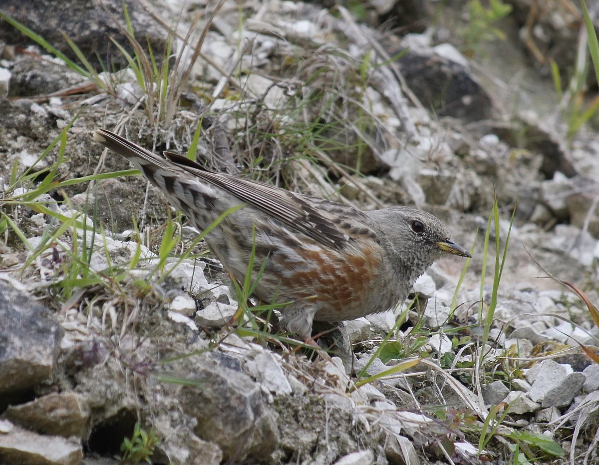 Although it didn’t do the decent thing and cross the border the Alpine Acc at Pitstone gave crippling views @hertsbirds #hertsbirds