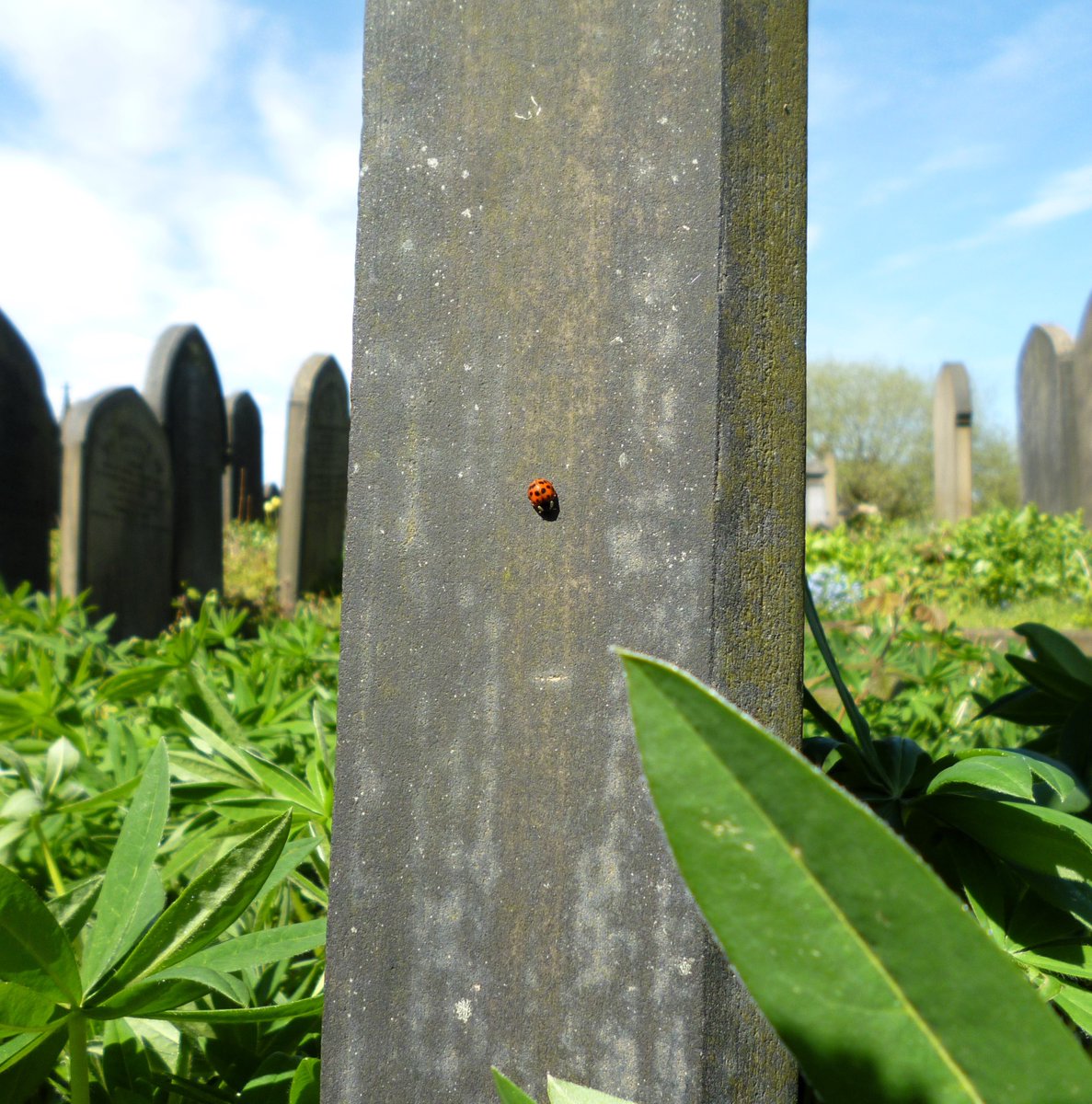 Good morning from the Friends of Lister Lane Cemetery. 🪦🐞