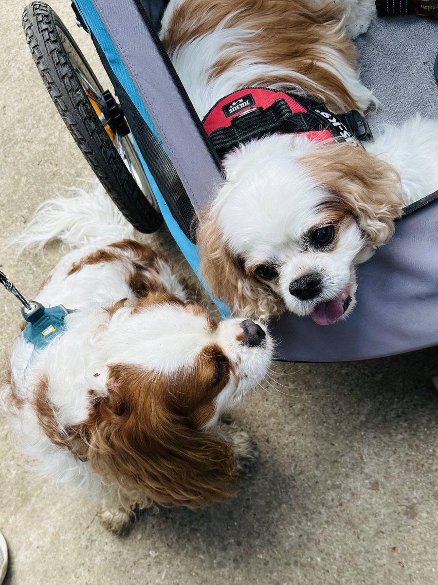 We have had the best day with our pawgeous pal @harveybones ❤️ We did our first ever bench #plonk 🥳 Did a triple #tongueouttuesday and even gave Harvey kisses 😘😘 Thanks for great day ❤️