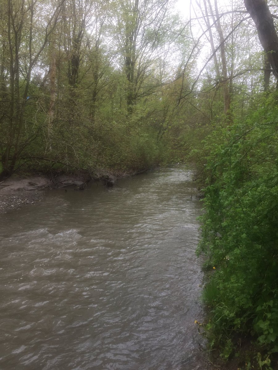 #educatorsONtherun #RWRunStreak Day 1621 An overcast 7.5 miles (12 km) run along Oshawa’s Harmony Creek trail. Trillium, forget-me-nots and spotted dead-nettle all in bloom. #RunEveryDay