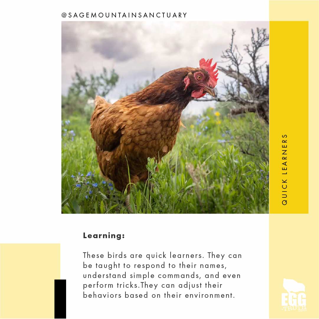 3⃣ These birds are quick learners. They can be taught to respond to their names, understand simple commands, and even perform tricks.

#eggtruth #chickens #eggs