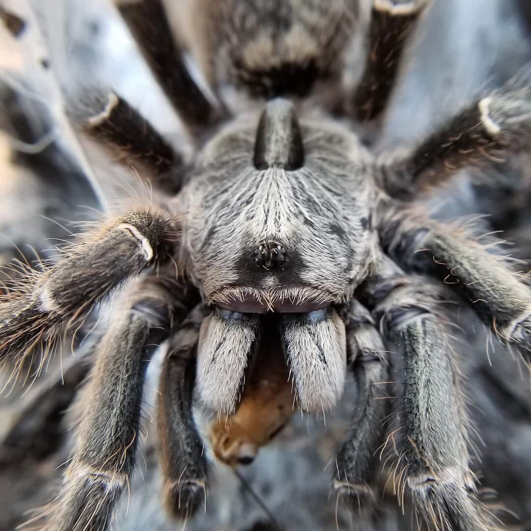 Tarantula Photography 101

#tarantula #arachnid #pet #petlovers #petsofinstagram #animals #photography #natural #spider #exotic #exoticpets