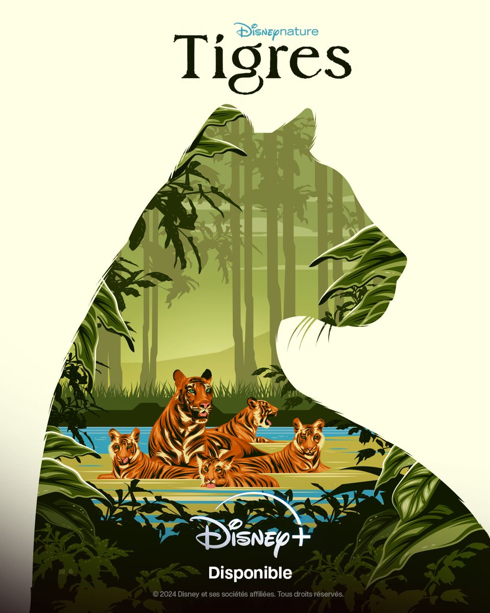 Une odyssée dans les forêts indiennes. 🐅 Tigres, un documentaire Disneynature, est disponible sur #DisneyPlus.