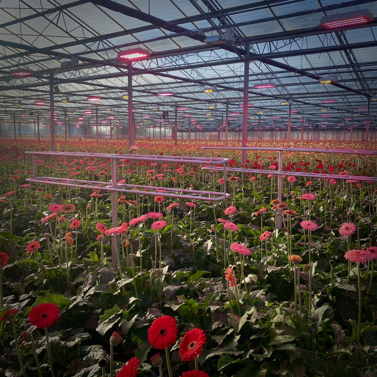Behind the scenes: They grow as far as the eye can see! Hundreds 🌸 
#HoekFlowers #Hertfordshire #HemelHempstead #MaplesFlowers
