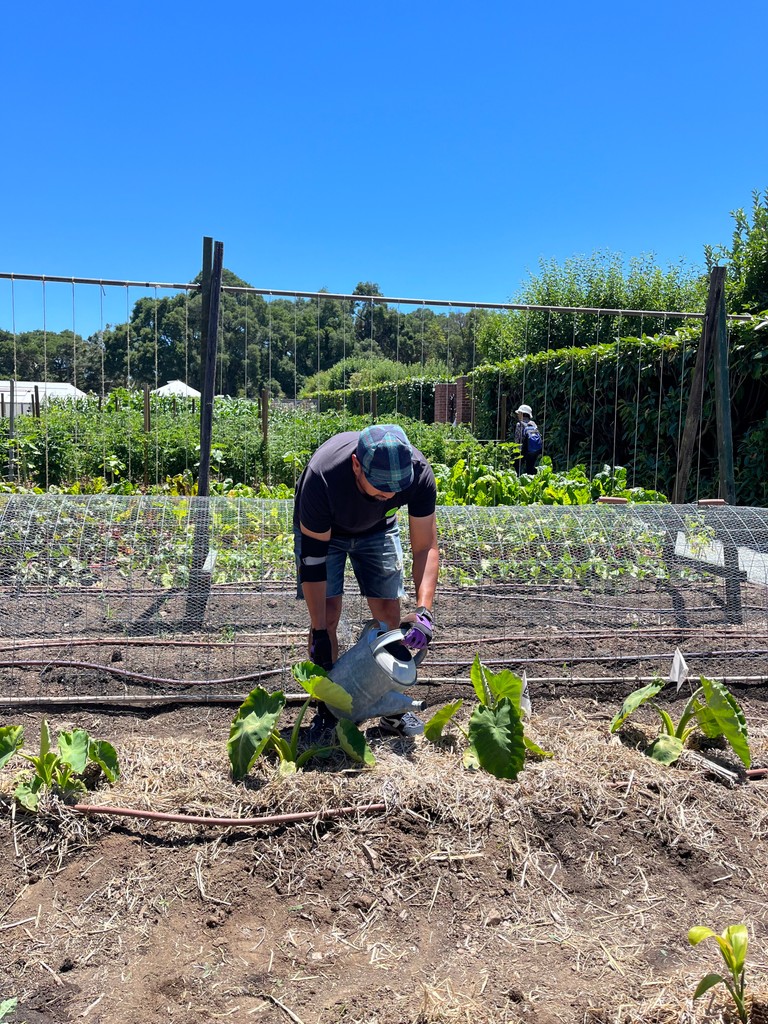 During AAPI month, Filoli celebrates the culture of native Pacific Islanders. Pasifika Planting Group has a plot in the Vegetable Garde and have been growing many beautiful crops indigenous to their homeland including taro, sī plant, kava, and kumala sweet potato. 🌱
