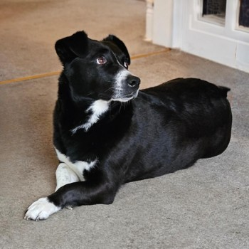 millypod1's tweet photo. 🆘3 MAY 2024 #Lost SOOTY #ScanMe
OLDER Cross Breed Male. FRONT LEG DEFORMED.
Timid #Rescue dog. Previously a street dog in North Macedonia. Very affectionate. Easily spooked
#Belsay #NE20 #NewcastleUponTyne nr #Northumberland #Ponteland #A696
https://t.co/bx873KymzB https://t.co/6rblSNdIC0