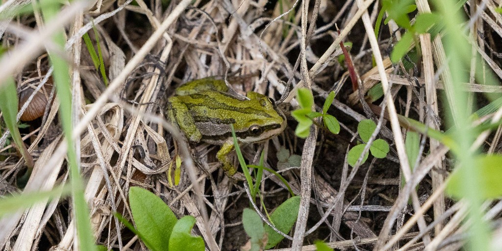 When was the last time you saw an amphibian in Yellowstone? They can be hard to spot, but in spring, some amphibians clue us in to their presence with their calls. Check out their calls during this #AmphibianWeek on Yellowstone’s Sound Library at go.nps.gov/SoundsofYellow….