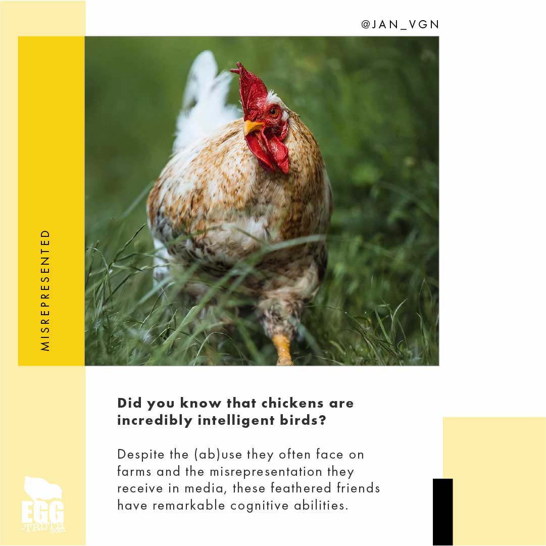 🤯🐔Smart chickens

Did you know that chickens are incredibly intelligent birds?

Here are some fascinating facts about their brain power— a thread🧵

#eggtruth #chickens #eggs #internationalrespectforchickensday