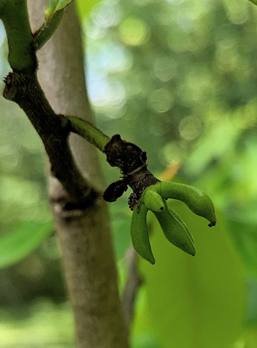 Paw Paws growing on the tree put back...