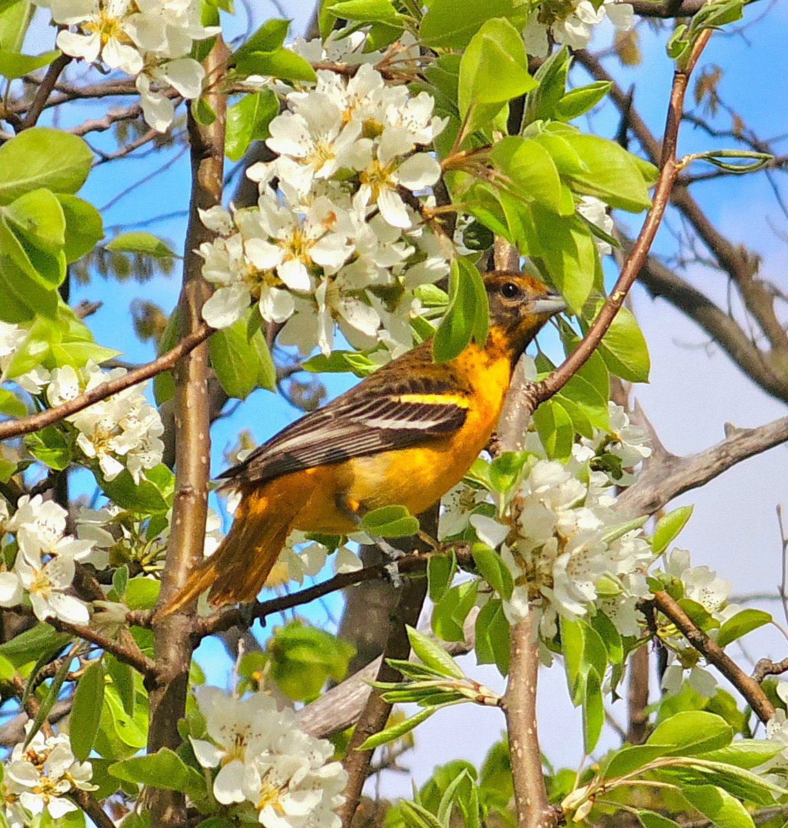 Oriole! I love these and they just arrived. This one was eating from this tree yesterday, and there was a snake hidden in leaves at the bottom of it, I got a picture of his body but not its head 🙂 #shareyourweather 
#bird #oiseau #Niagara #wildlife  @ThePhotoHour #stormhour