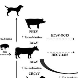 Fascinating ~

Advances in Bovine Coronavirus Epidemiology (2022)

As members of the Coronaviridae β genus, BCoV and SARS-CoV-2 share some common pathogenic characteristics. 

Their interspecies transmission and other factors that affect the severity of bovine disease parallel…