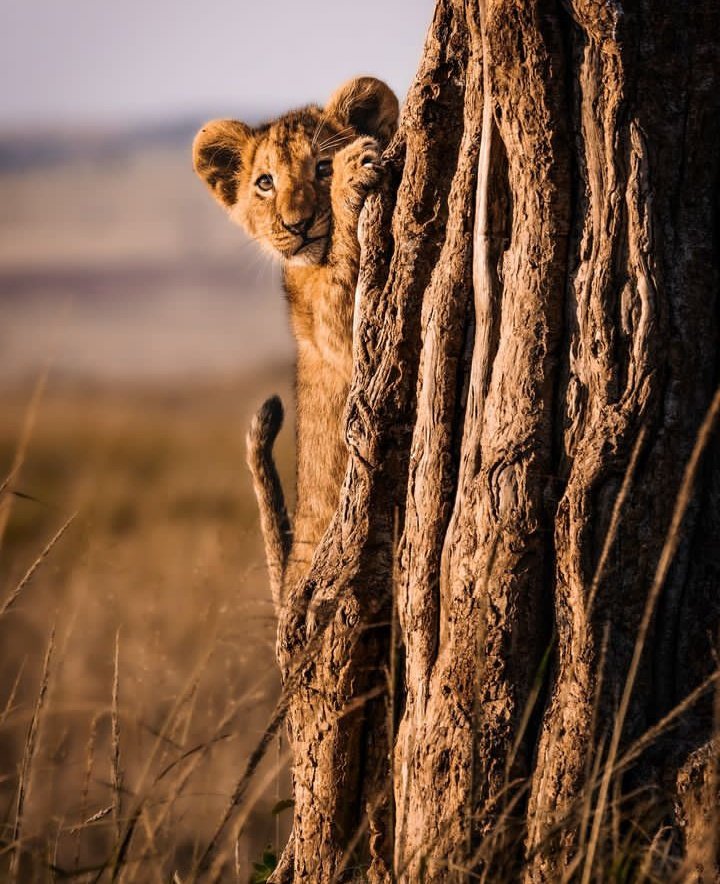 Peek a boo At Maasai Mara Kenya 🇰🇪 Photo credit @GudhkaNili