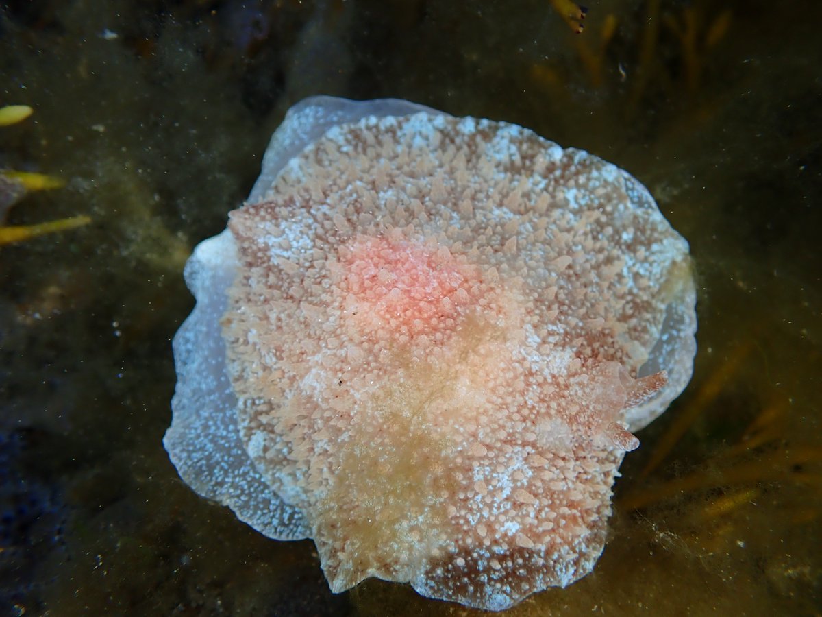 What a fine pancake-y looking beastie! It reminded me of 2 different sea slug/snail species, but realise it looks like Pleurobranchus membranaceus. It's head reminded me so much of a Sea hare's profile when it wandered off the edge of my palm. Gorgeous! #nudibranch #hebrides