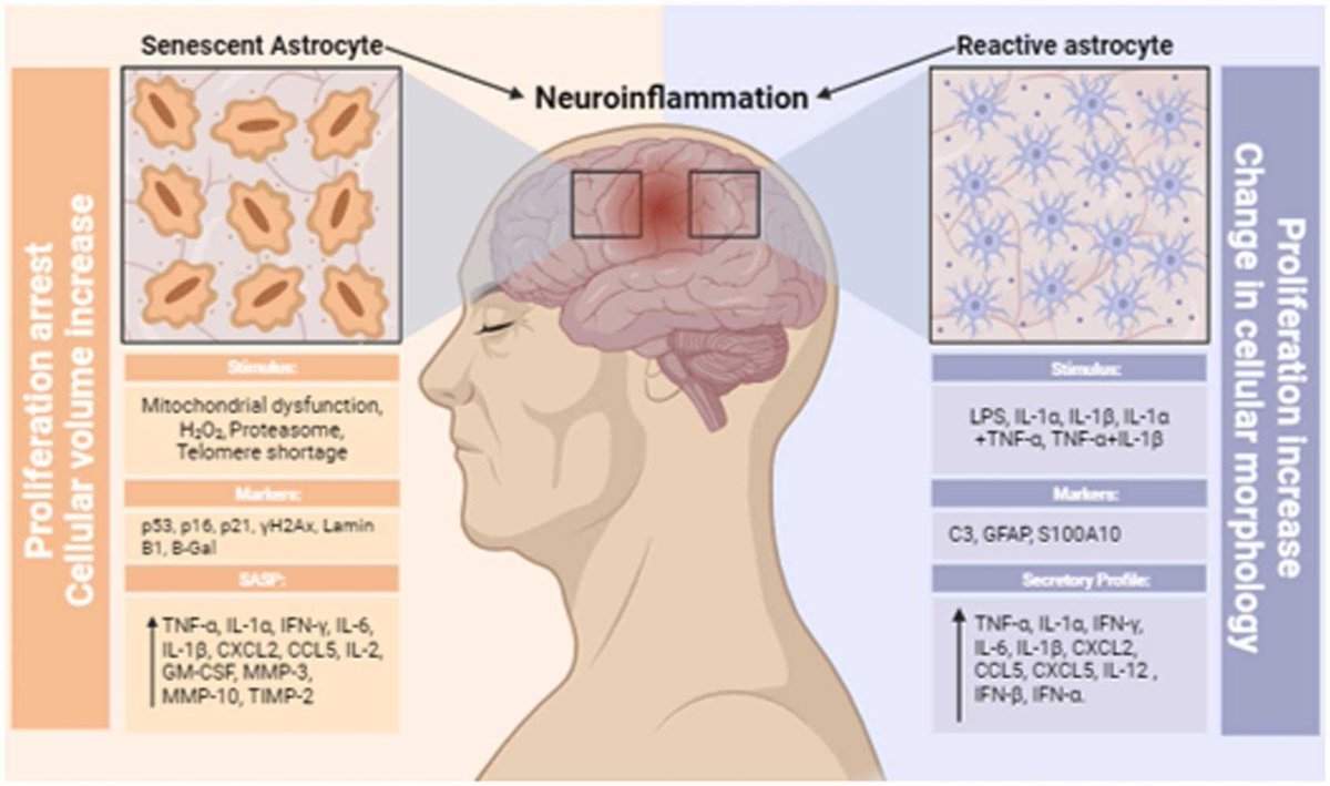 Cytokine profiling in senescent and reactive astrocytes: A systematic review

sciencedirect.com/science/articl… | @lsn_publication