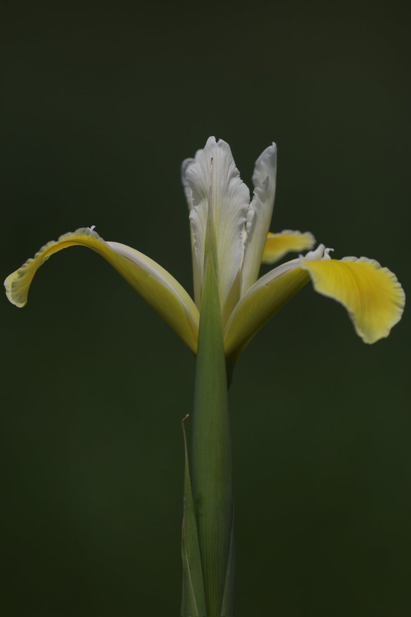 and is there anything more perfect than Iris orientalis? #WildlifeTravelling #Lesvos