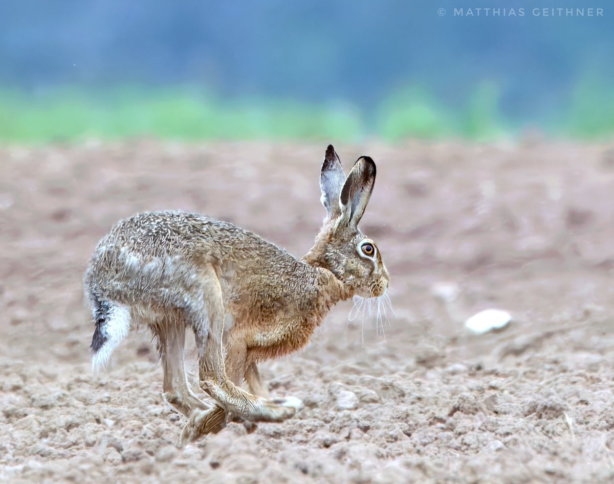 Mit Elan in die neue Woche. #rabbit  #wildlife #wildlifephotography #wildlifephotographer #nature #naturephotographer #NaturePhotography #naturelovers #photography #photographylovers #photography #photohobby #photo