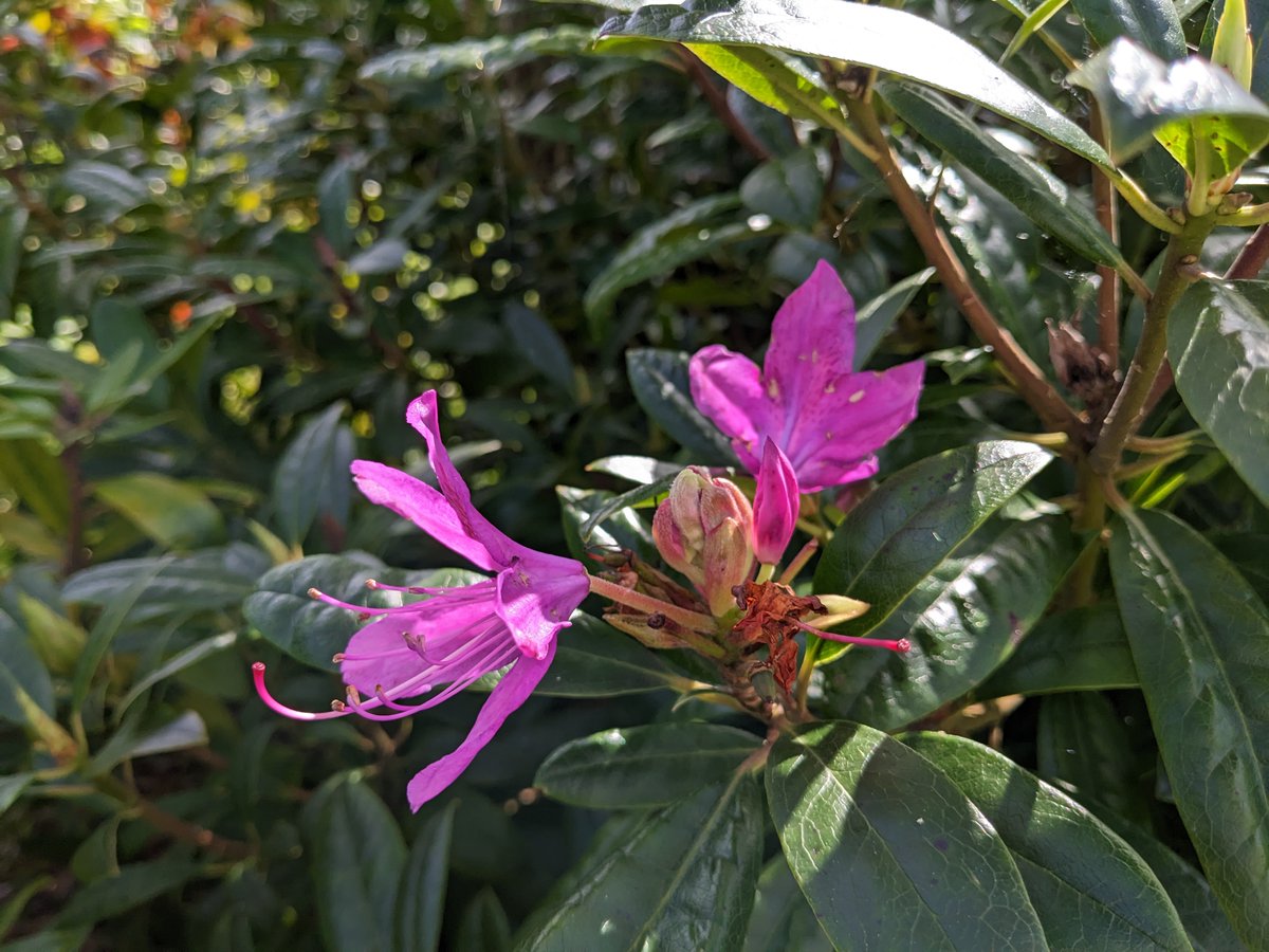 Rhododendrons in bloom at Highlands - beautiful! 🌺

#shanklin #luccombe #isleofwight #isleofwightphotography #rhododendron #flowers #ukgardens #flowerphotography #flowersofinstagram #wildlife #holidayhomes #bookdirect #ukbreaks