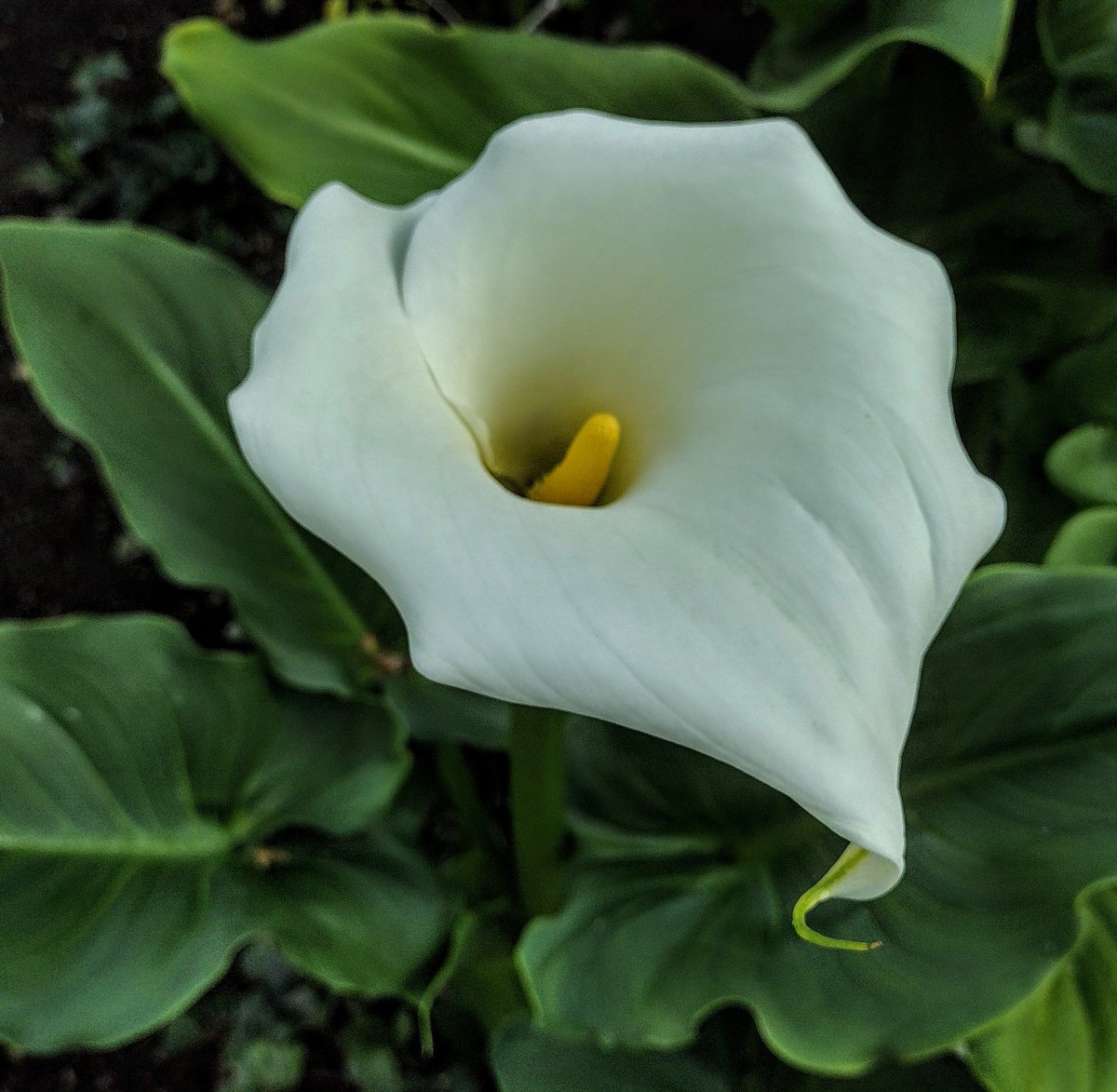 #FlowerReport: A lily from San Jose, California.