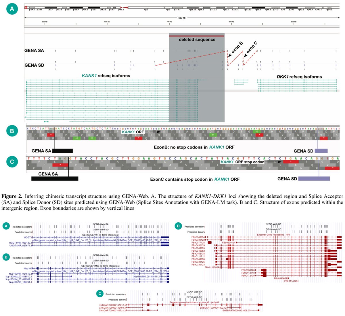 GENA-Web - GENomic Annotations Web Inference using DNA language models biorxiv.org/content/10.110…