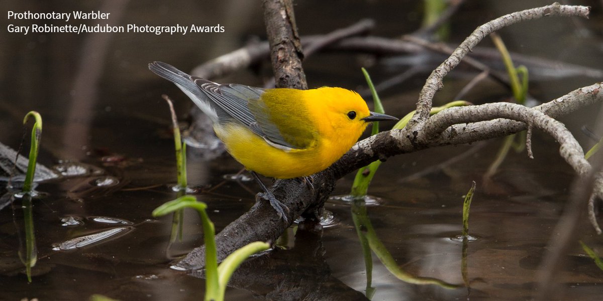 Next week, Audubon’s Beidler Forest Center & Sanctuary (@BeidlerAudubon) turns 50! Look back with @AudubonSC at the past half-century of impactful conservation work done in South Carolina’s imperiled old-growth swamps. bit.ly/3wse1j9