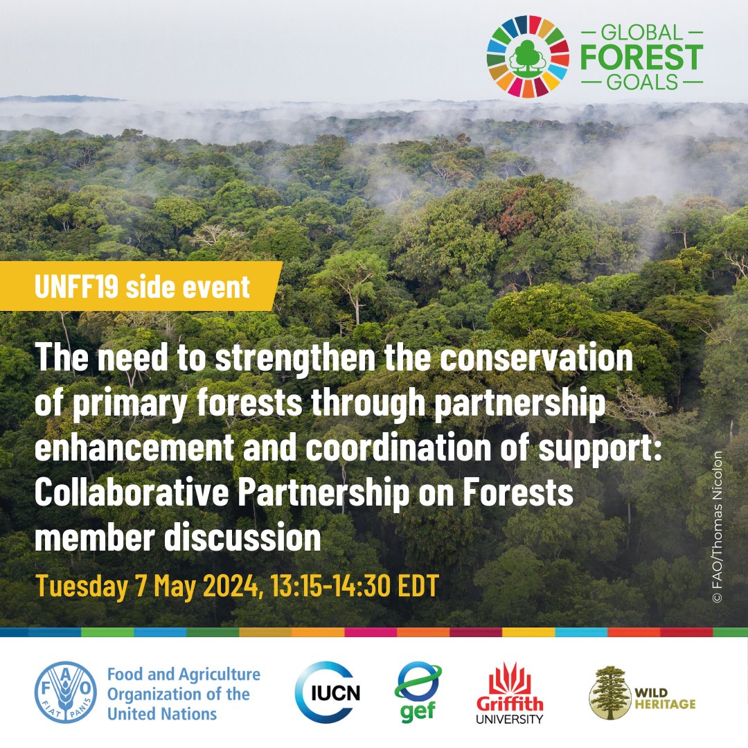Join @FAO @IUCN @theGEF @Griffith_Uni & #WildHeritage for a #UNFF19 event The need to strengthen conservation of #PrimaryForests through partnership enhancement & coordination of support: #CPForests member discussion 🗓️ Tues 7 May ⏰ 13:15-14:30 EDT 🔗 ow.ly/kLtb50RwLM8
