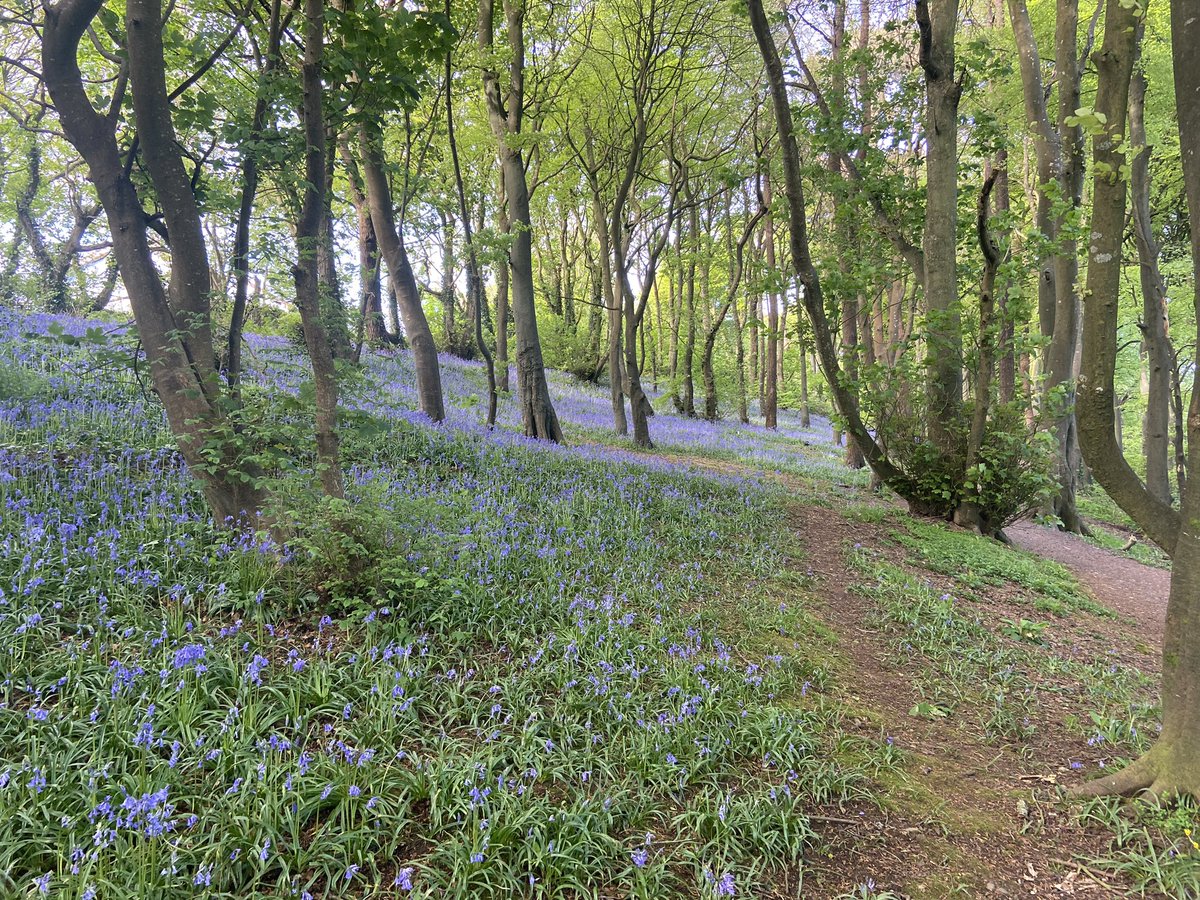 McLoughlin_Lab's tweet image. Sunday morning run. Thanks Dunmore East #bluebells