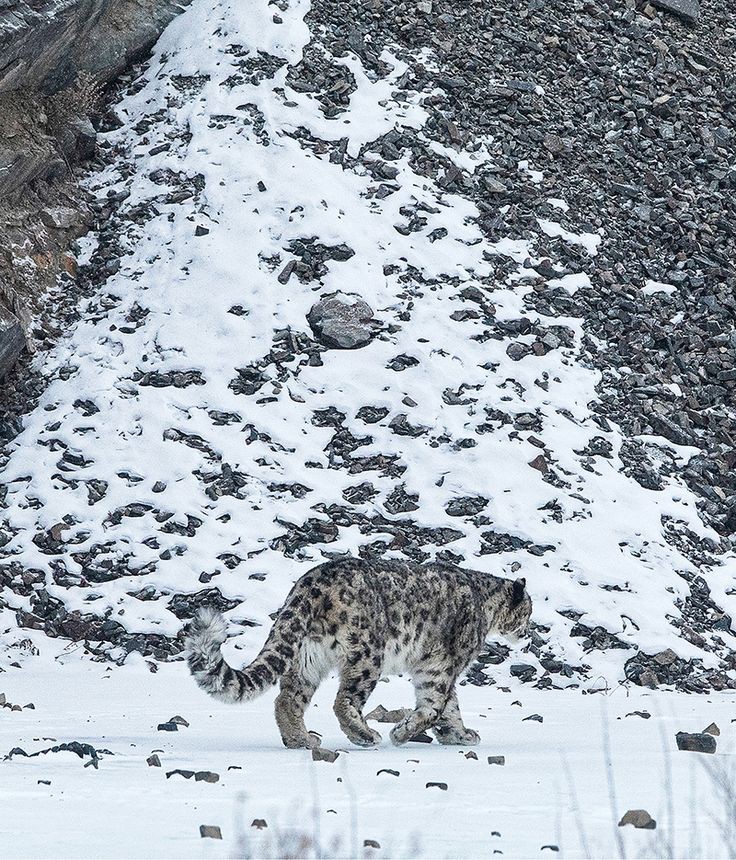 The elusive beauty of a snow leopard reminds us of the importance of preserving their mountain habitats and the delicate balance of high-altitude ecosystems. 🏔️ #SnowLeopardProtection #MountainConservation #EcoGuardians #EcoMission