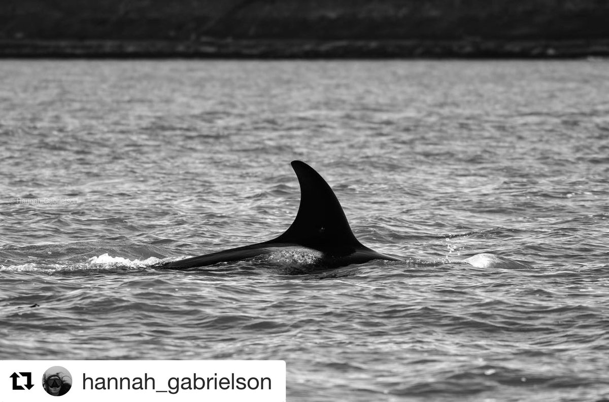 T002B in the Strait of Georgia. Read the full story here: buff.ly/2m4Fwrc
Photo by Hannah
This is an encounter from 2018
#WhaleTales