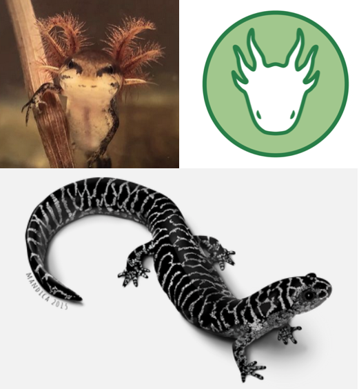 Let's open this year's #AmphibianWeek ceremonies by introducing AF's sporty symbol! Our logo is a stylized larval form of the Frosted Flatwoods Salamander (Ambystoma cingulatum) drawn by Executive Director Mark Mandica, who has a background in scientific illustration.