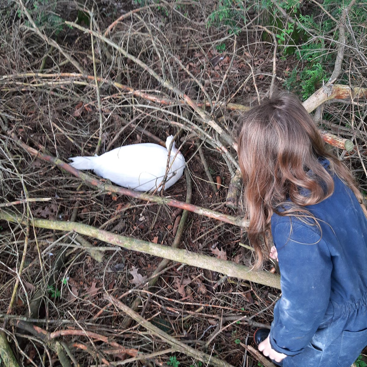 Turkeys are not smart
