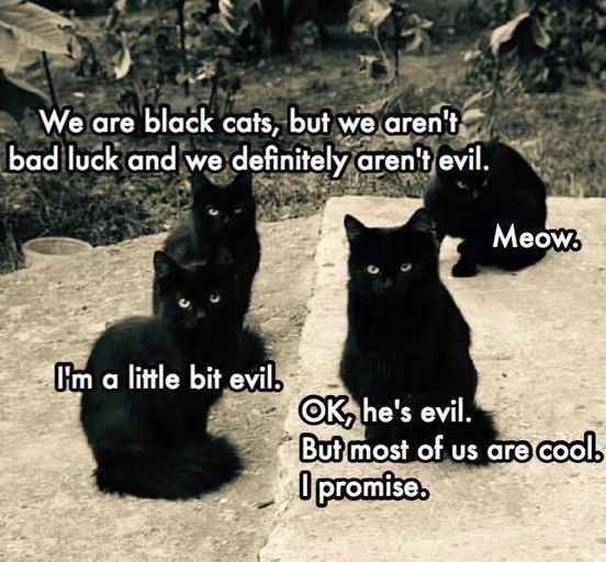We have black cats (and cats with black) who are looking for their furever homes. 🖤 For info:   annexcatrescue.ca/adopt

#annexcatrescue #catrescue #rescuecat #blackcat