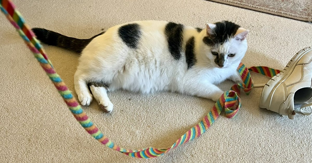 I can’t decide if I like playing with my toys or mums shoes best. #cat #SundayFunday #toys #shoes 👟👟👟🐾🐾🐾😺😺😺💤💤💤