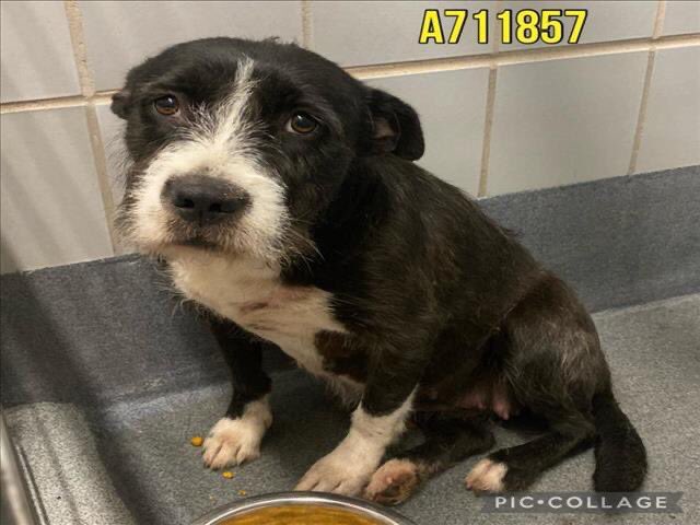 🆘 POSSIBLY PREGNANT TERRIER DOG HONEY #A711857 (2yo F, 51lb, hw-) ARE TO BE KILLED TOMORROW 5.6 BY SAN ANTONIO ACS #TEXAS‼️ 💕Friendly, sweet, gentle 🚨📝severe tick infestation, distended abdomen, mammary development To #foster 📧 acsrescue-foster@sanantonio.gov #Pledge 🙏🏼