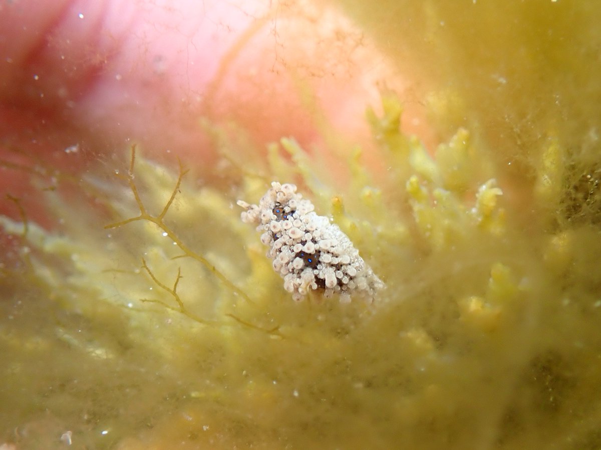 Well, this one was a lovely discovery. Two Aegires punctilucens sea slugs found today, and a first for me. The critters were so small, I only noticed the blue flecks after uploading my photos! #nudibranch #hebrides