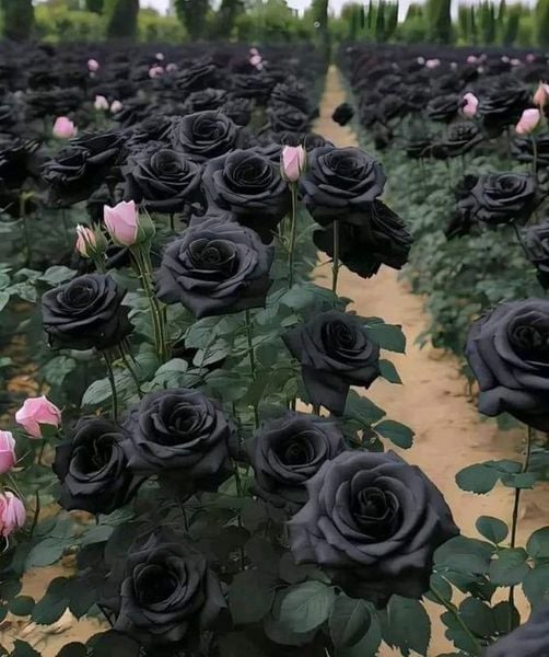La rosa nera di Halfeti.
Queste rose non sono solo un tesoro botanico, ma anche un simbolo di bellezza rara. 

#buonasera #goodevening #5maggio #pensierodellasera #roserare